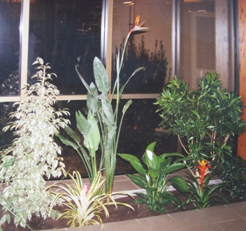 création végétale couloir Arbres et Jardins Services